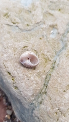 Steromphala cineraria