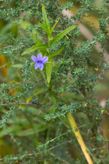 Monopsis stellarioides