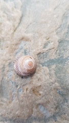 Steromphala cineraria