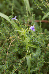 Monopsis stellarioides
