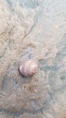 Steromphala cineraria