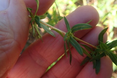 Carpacoce spermacocea