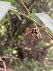 Mischocyttarus phthisicus