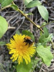 Bombus pascuorum sparreanus