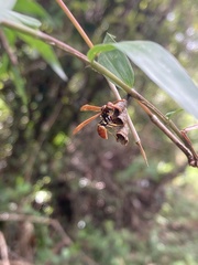 Mischocyttarus phthisicus