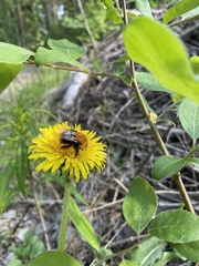 Bombus pascuorum sparreanus