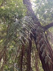 Cyathea parvula