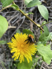 Bombus pascuorum sparreanus