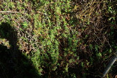Carpacoce spermacocea