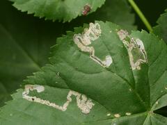 Stigmella tiliae