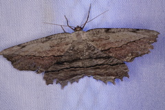 Lytrosis unitaria