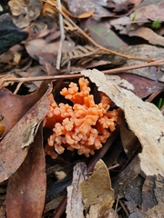 Ramaria capitata ochraceosalmonicolor