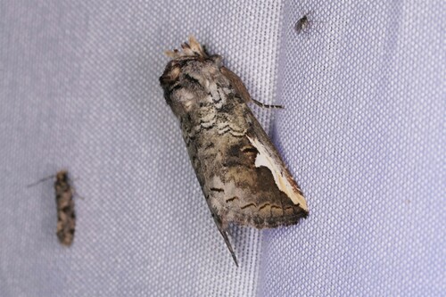 White-headed Prominent and Allies photo 4