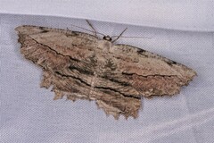 Lytrosis unitaria