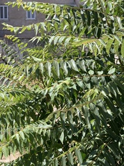 Ailanthus altissima