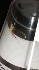 Cloeon dipterum