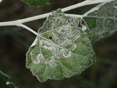 Phyllocnistis labyrinthella