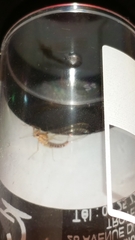 Cloeon dipterum