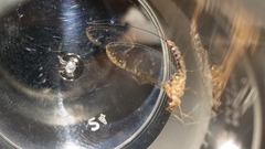 Cloeon dipterum