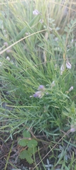 Polygala tenuifolia