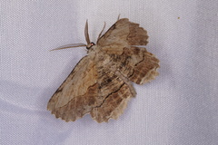 Lytrosis unitaria