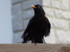 Turdus merula