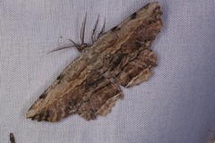 Lytrosis unitaria