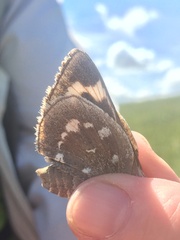 Megathymus streckeri leussleri