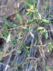 Lonicera subspicata subspicata