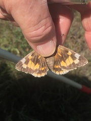 Megathymus streckeri leussleri