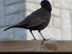 Turdus merula