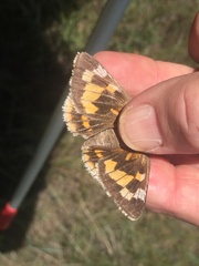 Megathymus streckeri leussleri