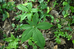 Pinellia pedatisecta