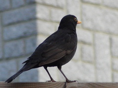 Turdus merula