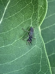 Lyroda