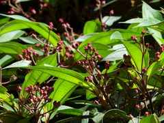 Miconia mirabilis