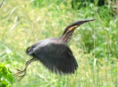 Ixobrychus flavicollis