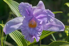 Sobralia warszewiczii