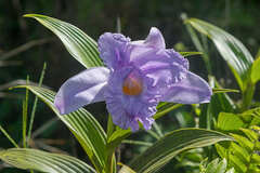 Sobralia warszewiczii