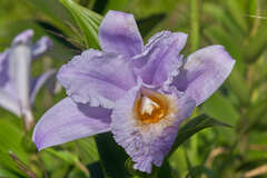 Sobralia warszewiczii