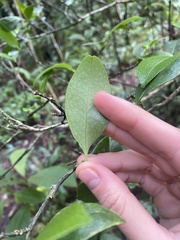 Suregada