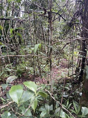Suregada