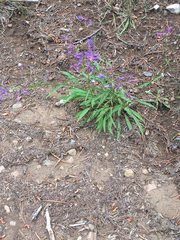 Penstemon gracilentus