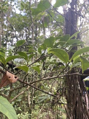 Suregada