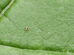 Deuterosminthurus bicinctus