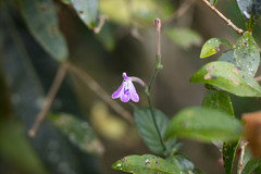 Rhinacanthus gracilis latilabiatus
