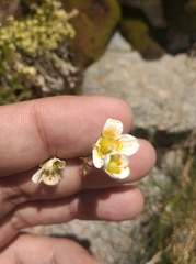 Saxifraga aspera