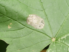 Phyllonorycter geniculella