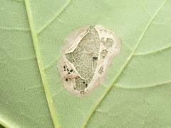 Phyllonorycter geniculella