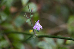 Rhinacanthus gracilis latilabiatus